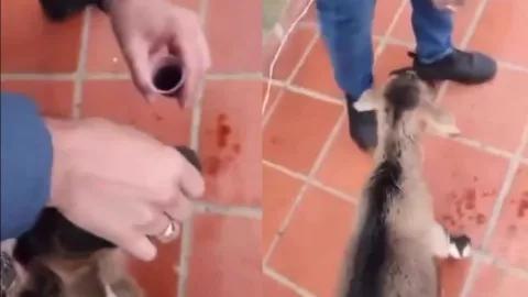 Exigen castigo por maltrato animal tras video de cabra forzada a tomar vino en Colombia
