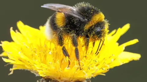 Por qué son importantes las abejas