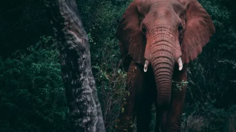 Un elefante ataca a su adiestrador y lo parte la mitad en la provincia de Phang Nga.