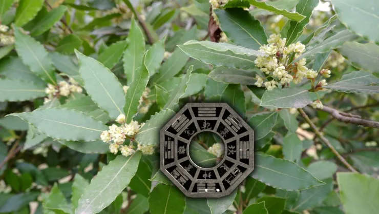 Qué quiere decir que florezca tu planta de laurel