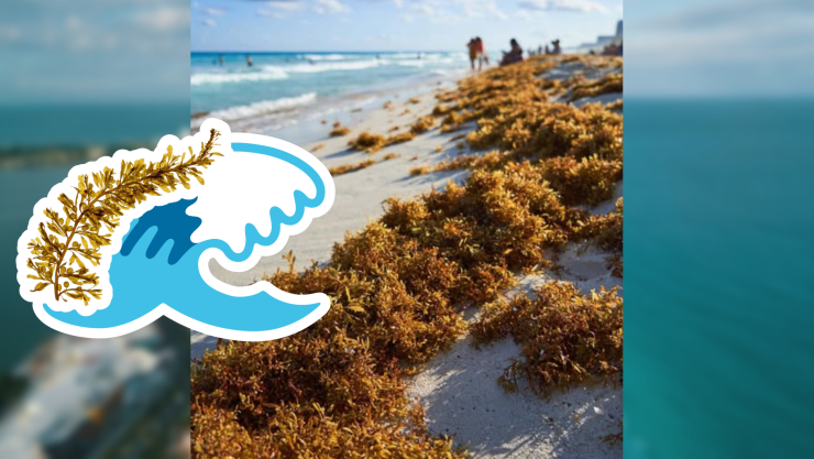 Playas libres de sargazo en Quintana Roo este 28 de julio de 2025_ Lista desde Holbox, Cancún y hasta Tulum.jpg