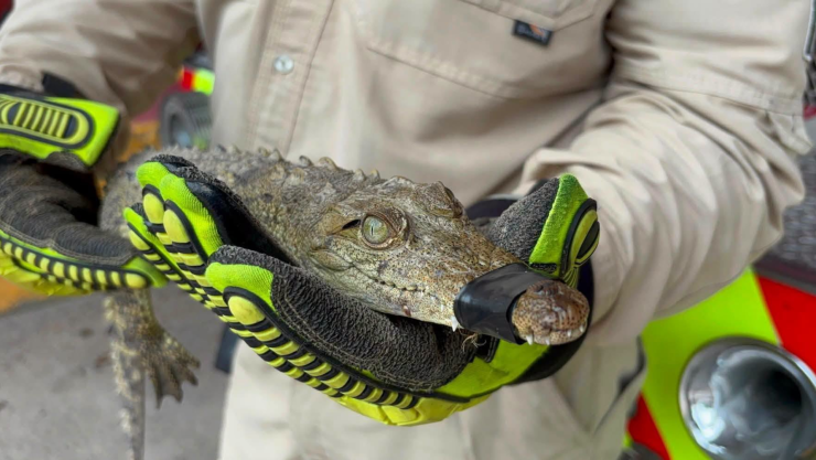 Capturan cocodrilo en casa de Tonalá Jalisco; así sucedió