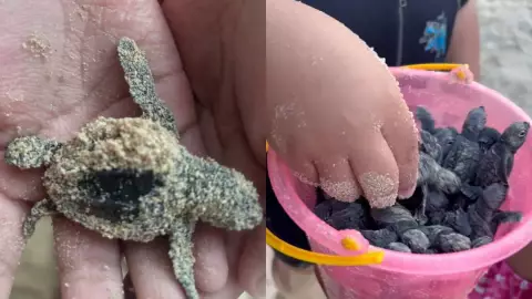 Así se vivió una EMOTIVA liberación de tortuguitas en las Dunas de Sisal