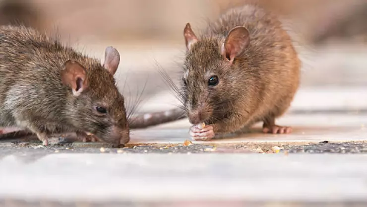 Buscan eliminar ratas en Nueva York