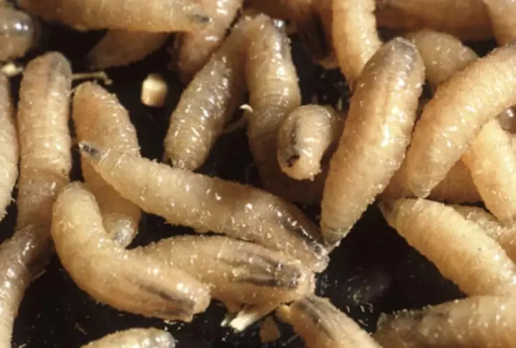 Confirman 237 casos activos de Gusano Barrenador en México; Qué es y cómo afecta al ganado de Aguascalientes