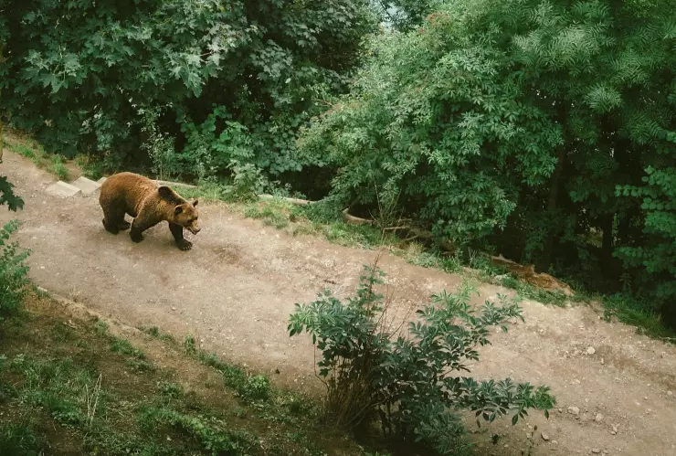 Oso grizzly ataca a alumnos en Canadá.jpg