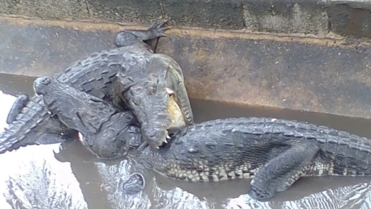 cocodrilos Tamaulipas pelea video