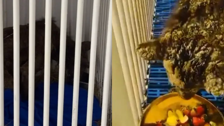 Osita Mina después de su cirugía en Pachuca