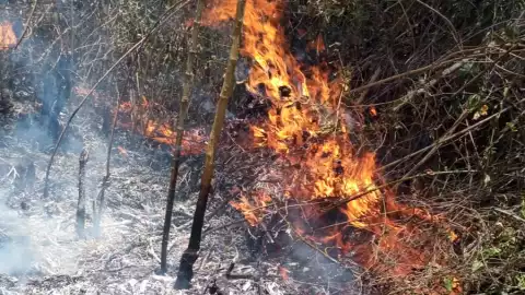 Incendio en Pueblo Nuevo