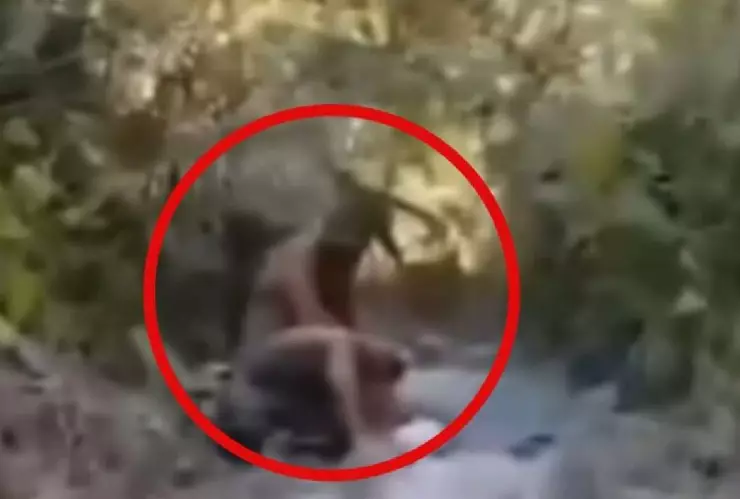 El estadounidense que pensó por AÑOS que estaba perdido en una selva, pero realmente era Puerto Vallarta