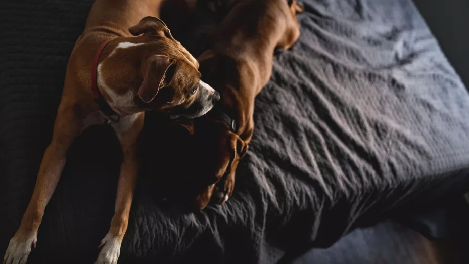 Cuida a tu mascota de la caída de ceniza.jpg