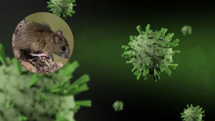 Fiebre hemorrágica por hantavirus.