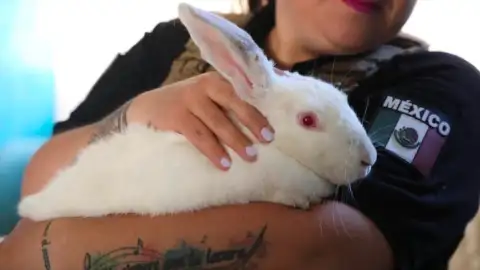 Conejo