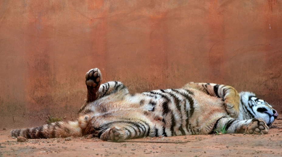 Zoológico