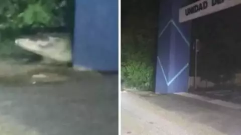 FOTO Hallan cocodrilo en deportivo de Progreso, piden extremar precauciones