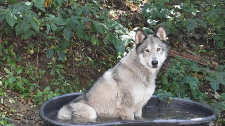 Cazador mata a perro al confundirlo con coyote
