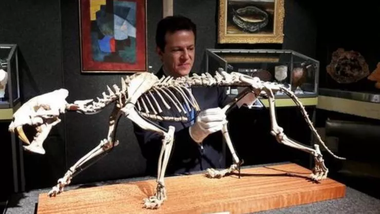 Tigre dientes de sable fósil