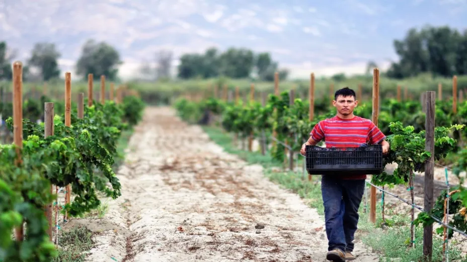 Valle de Guadalupe, de las mejores regiones vitivinícolas del mundo.jpg