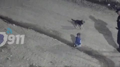 Bebé gateando a las 4 de la mañana en calles de Córdoba en Argentina, iba custodiado por su perro (VIDEO)