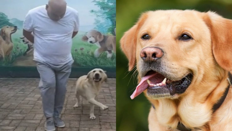 perrito bailando vals