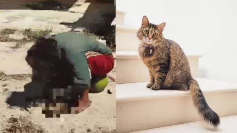 Detienen a mujer por comerse a un gato en plena calle en Yucatán