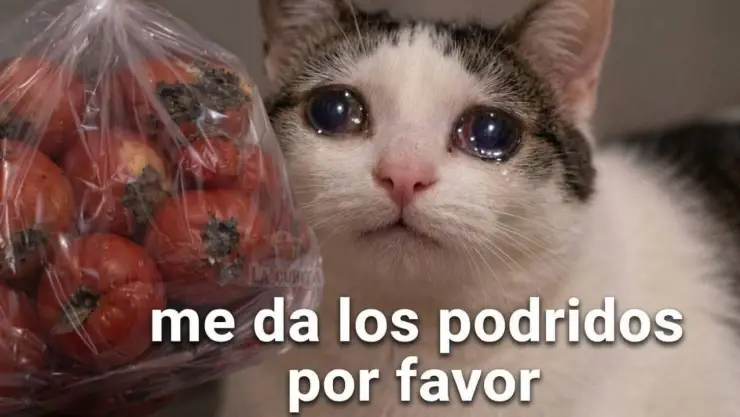 meme de jitomates.jpg