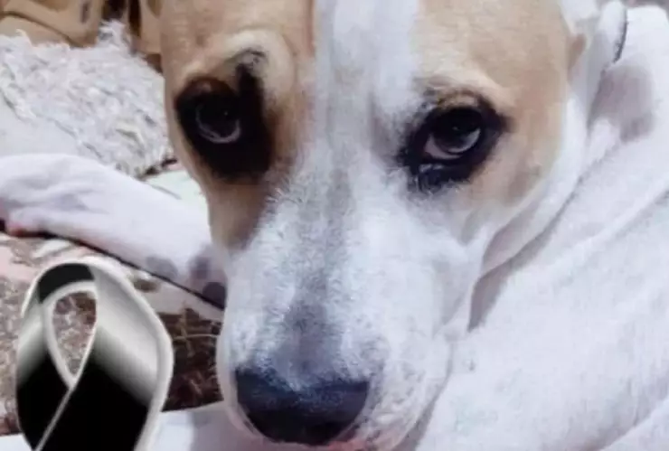 muere perrito coffy por defender a sus dueños