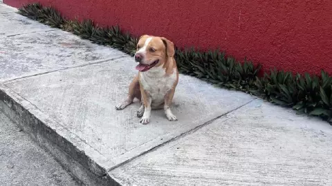 Perro en Cozumel finge ser callejero para pedir comida, fue exhibido en redes.jpg