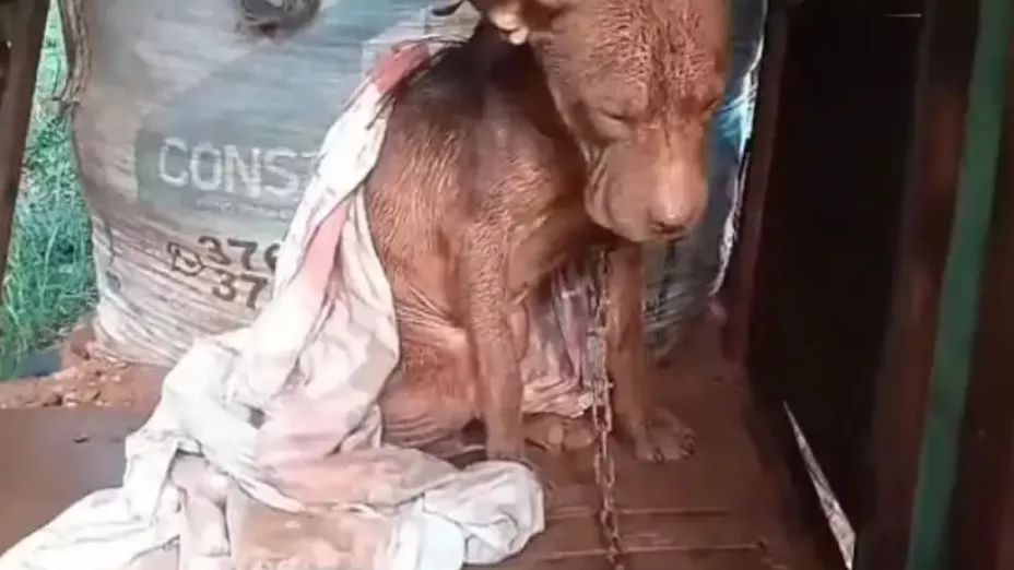 joven-perro.jpg