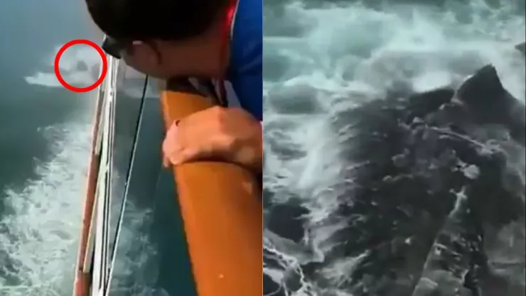 Criatura en el mar