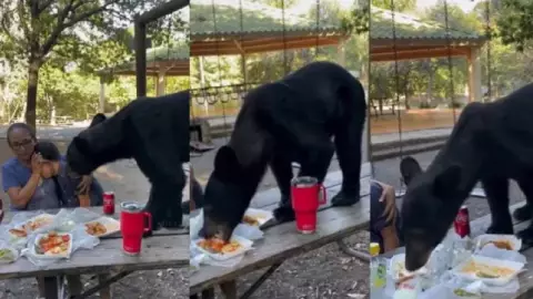 Oso come las enchiladas de una familia en Nuevo León, todo quedó grabado