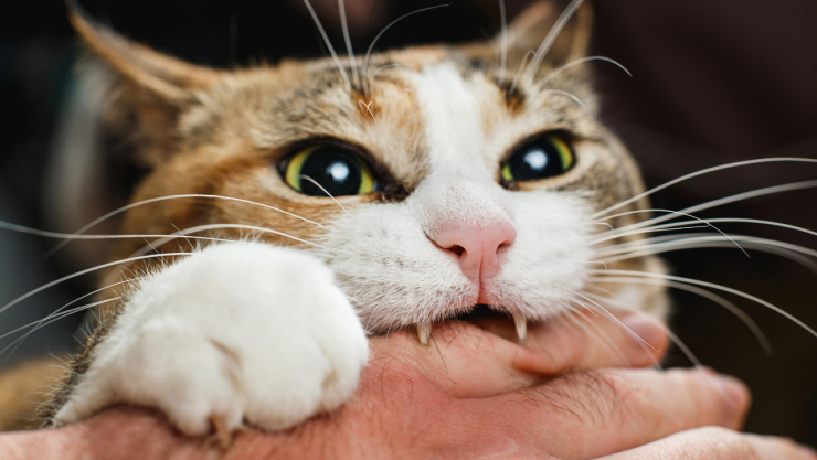 Hombre mordido por gato provoca infección por bacteria desconocida por la ciencia-1.jpg