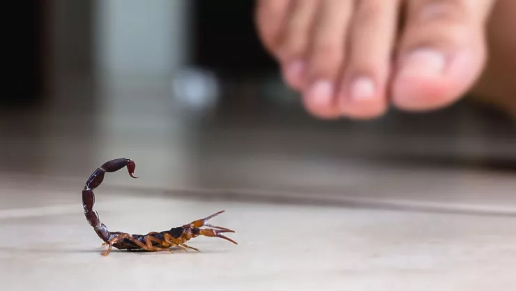 alacrán en primer plano y fuera de foco se ve un pie que se aproxima