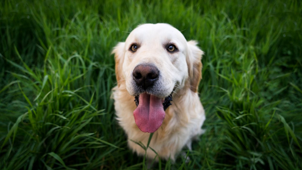 Perro Cal ¿La cal es dañina para los perros y qué hacer si mi mascota la ingiere?