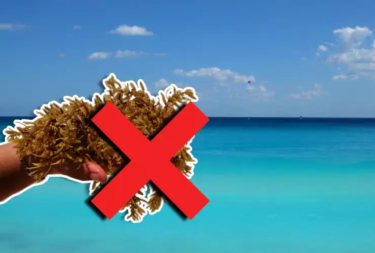 Estas son las playas sin sargazo en Quintana Roo HOY 8 de noviembre de 2025_ Cancún, Playa del Carmen, Tulum y más.webp