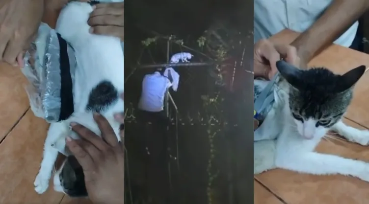 Autoridades atrapan a gato con droga en cárcel de Costa Rica