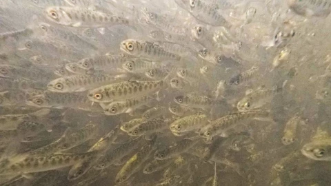 Liberaron aproximadamente 800,000 alevines de salm&oacute;n Chinook en Fall Creek