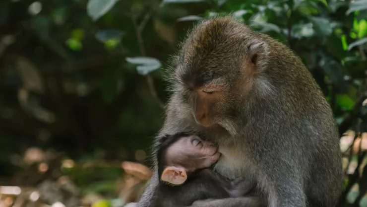 Científicos actualizan el mapa evolutivo de los primates; ya son 455 especies