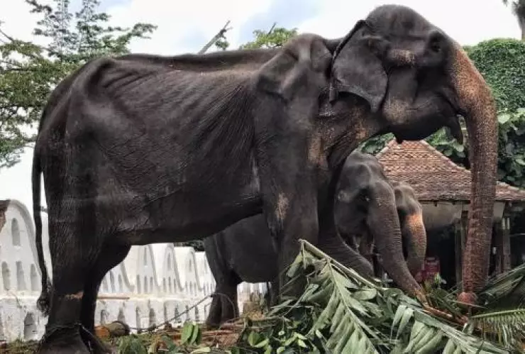 “Alivio y dolor” por muerte de elefanta Tikiri; era maltratada y padecía desnutrición