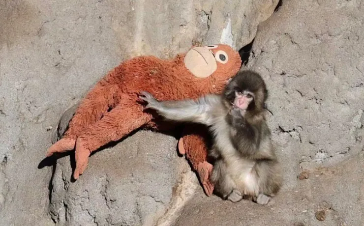 Mono Punch.jpeg