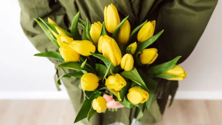tulipanes.jpg