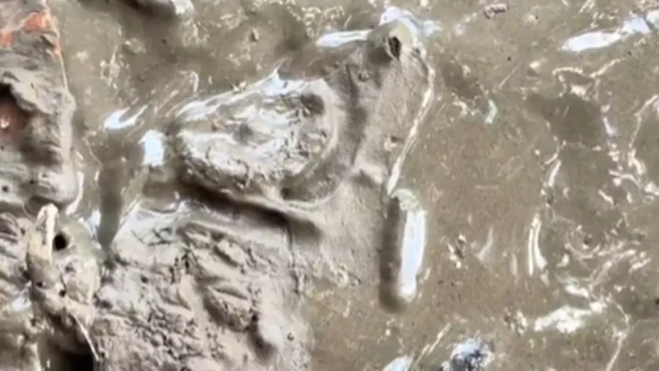 ¡Alerta! ¿Hay gusano cola de rata en Guanajuato Esto sabemos.jpg