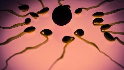 espermas-hombres-crisis-de-fertilidad