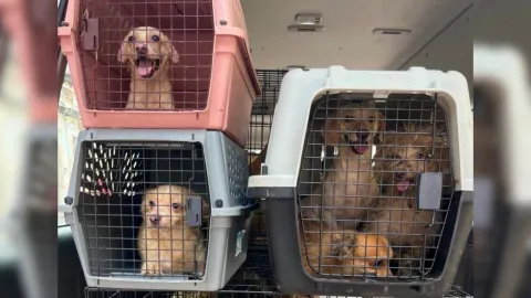 Rescatan perritos de una casa abandonada en Mazatlán
