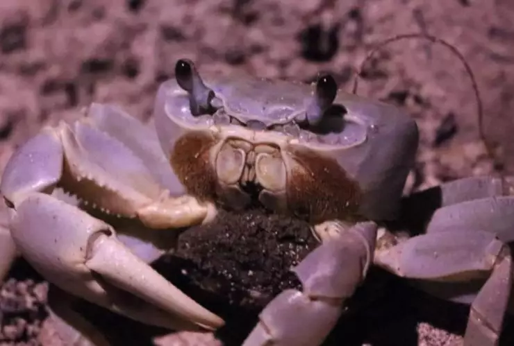 ¡Ten cuidado! Estamos en la temporada del cangrejo azul