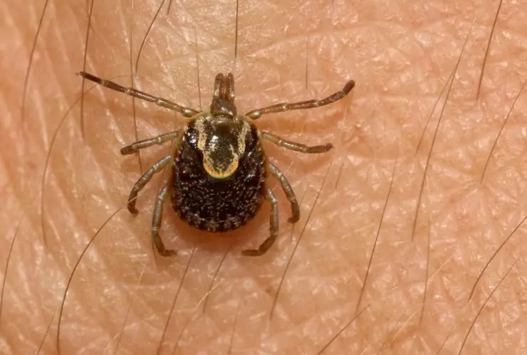 Coahuila Menor de dos años muere por rickettsia San Pedro.jpg