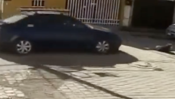Perro