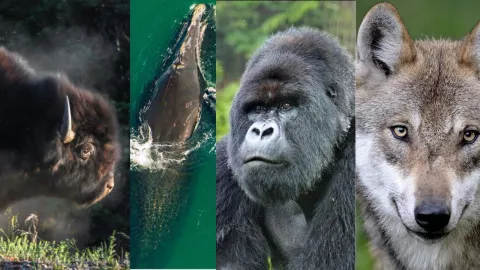 6 animales que sobrevivieron a la extinción, y qué otros están en peligro