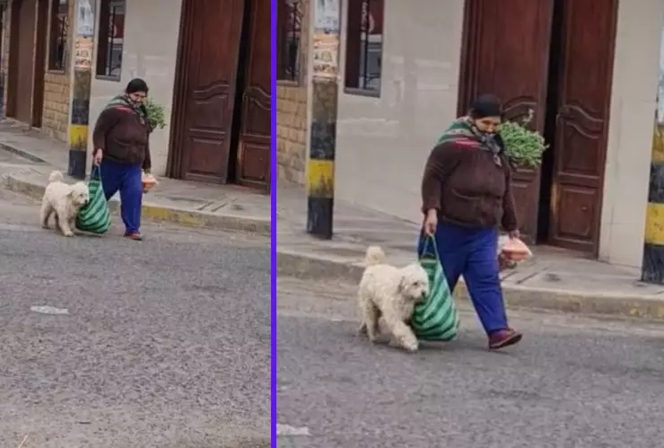 perrito ayuda a cargar las bolsas del mandado a su dueña en Perú.jpg