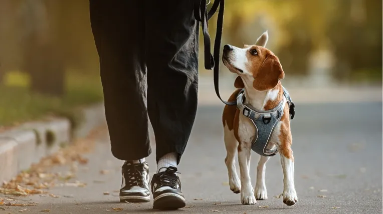 /mascotas/significado-perro-te-mire-cuando-lo-paseas-expertos
